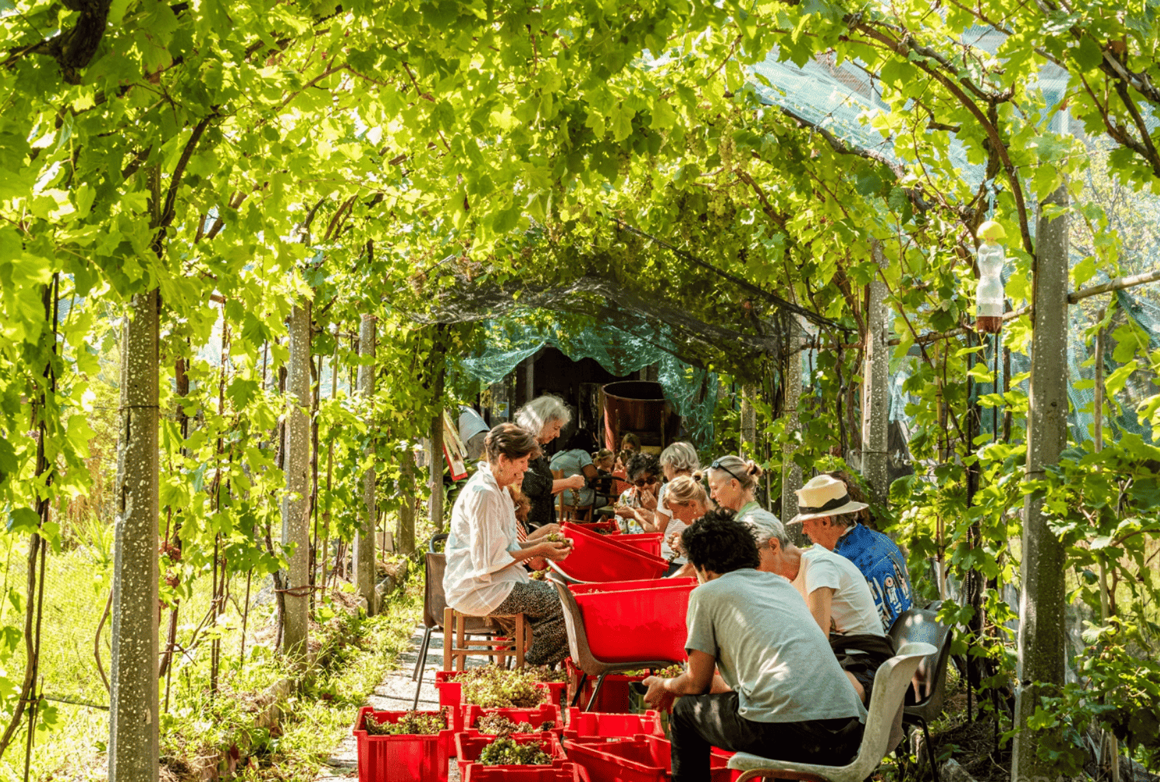 Laguna nel Bicchiere: Reviving Venice’s forgotten vineyards